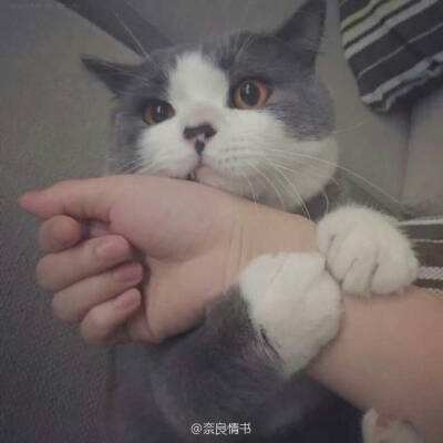 蓝月王者红包版下载