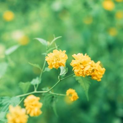 三国群英传果盘版下载
